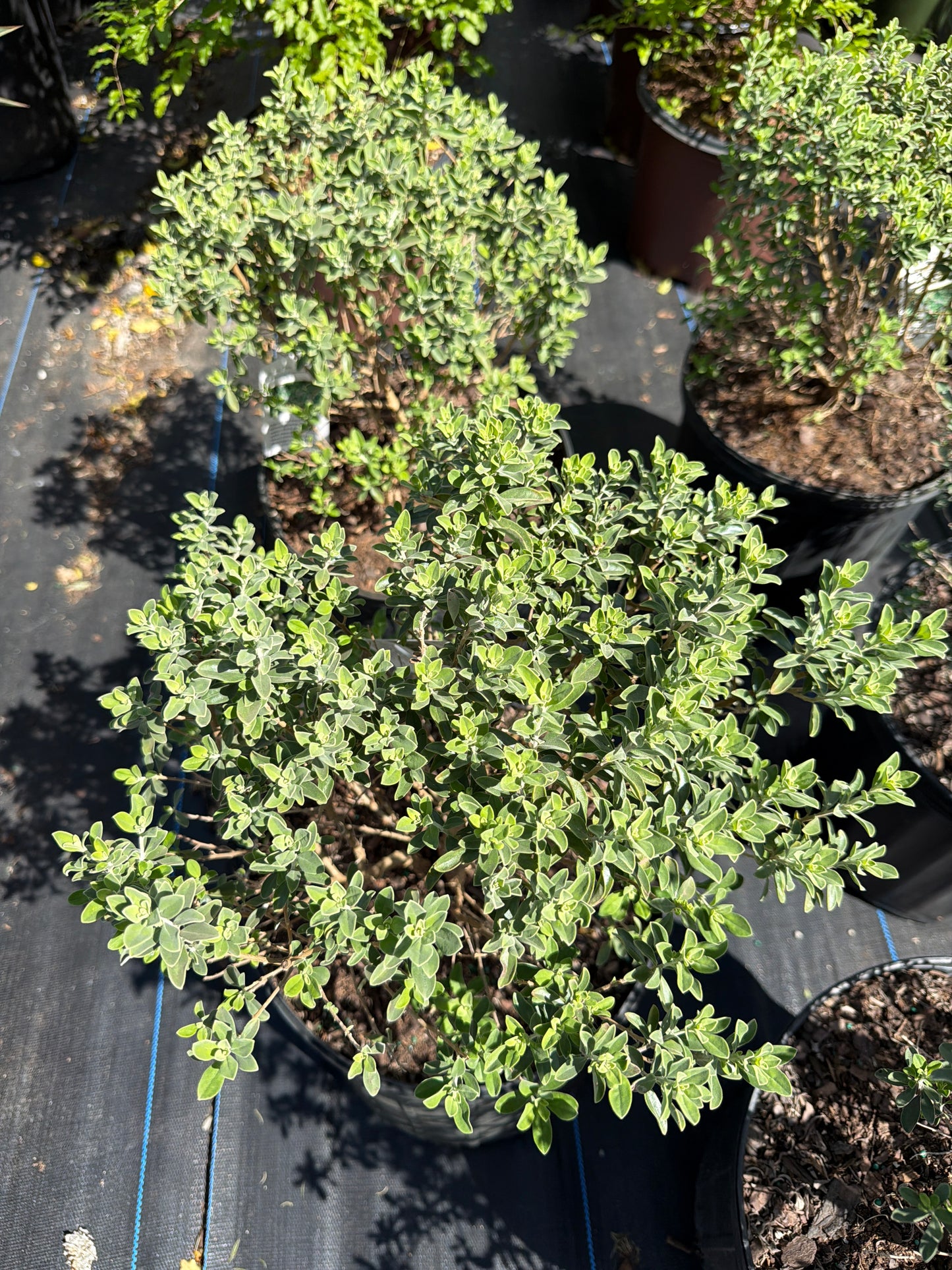 Texas Sage- Green Cloud