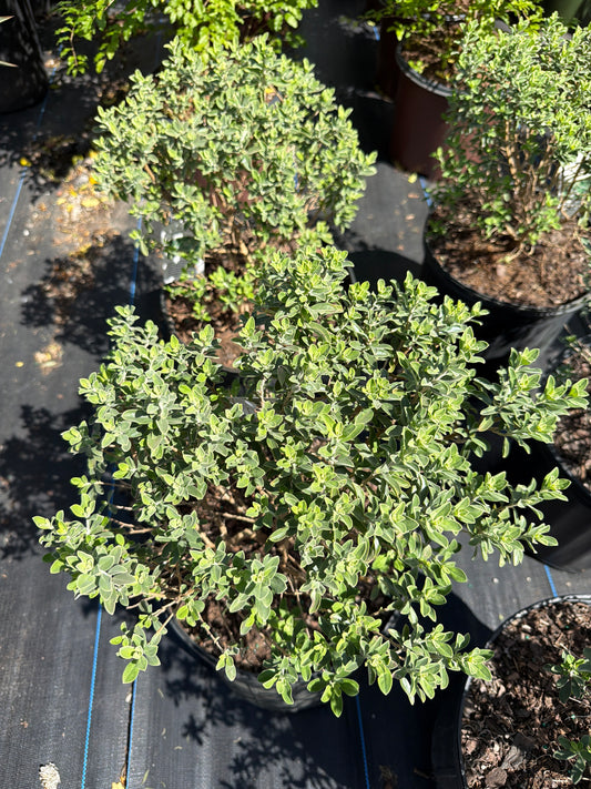 Texas Sage- Green Cloud