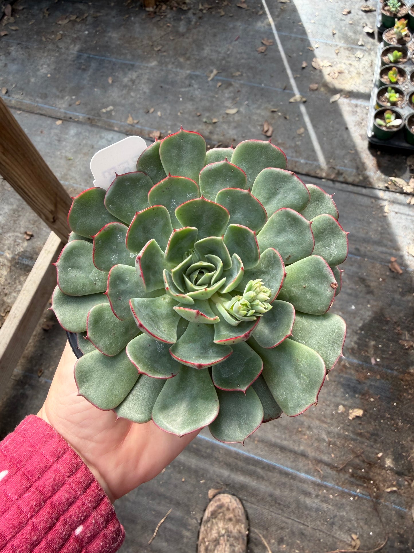 Echeveria Love Fire
