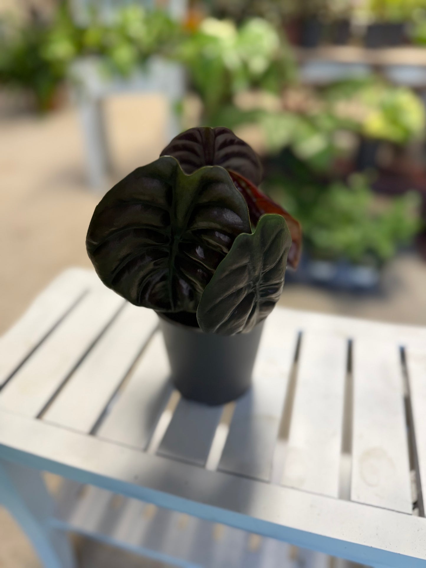 Alocasia- Red Secret