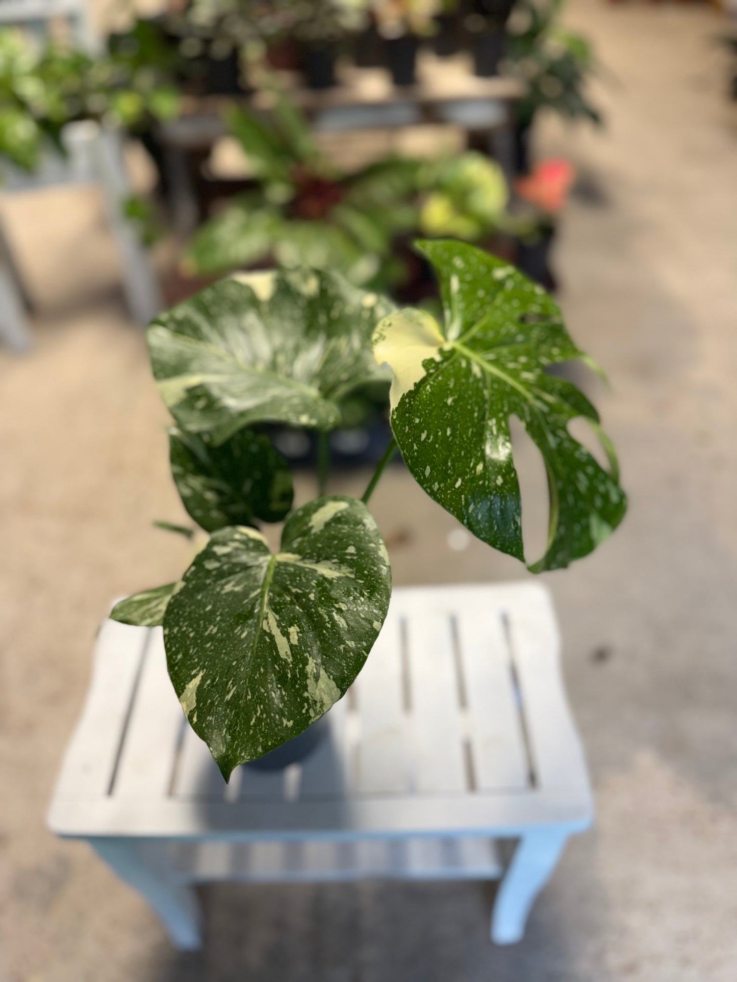 Monstera- Constellation