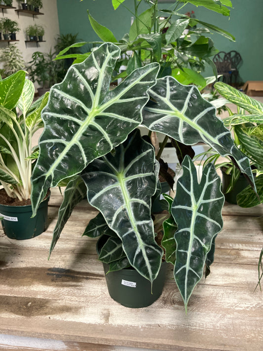 Alocasia