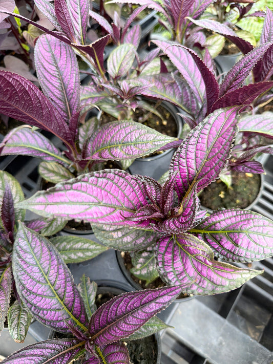 Persian Shield