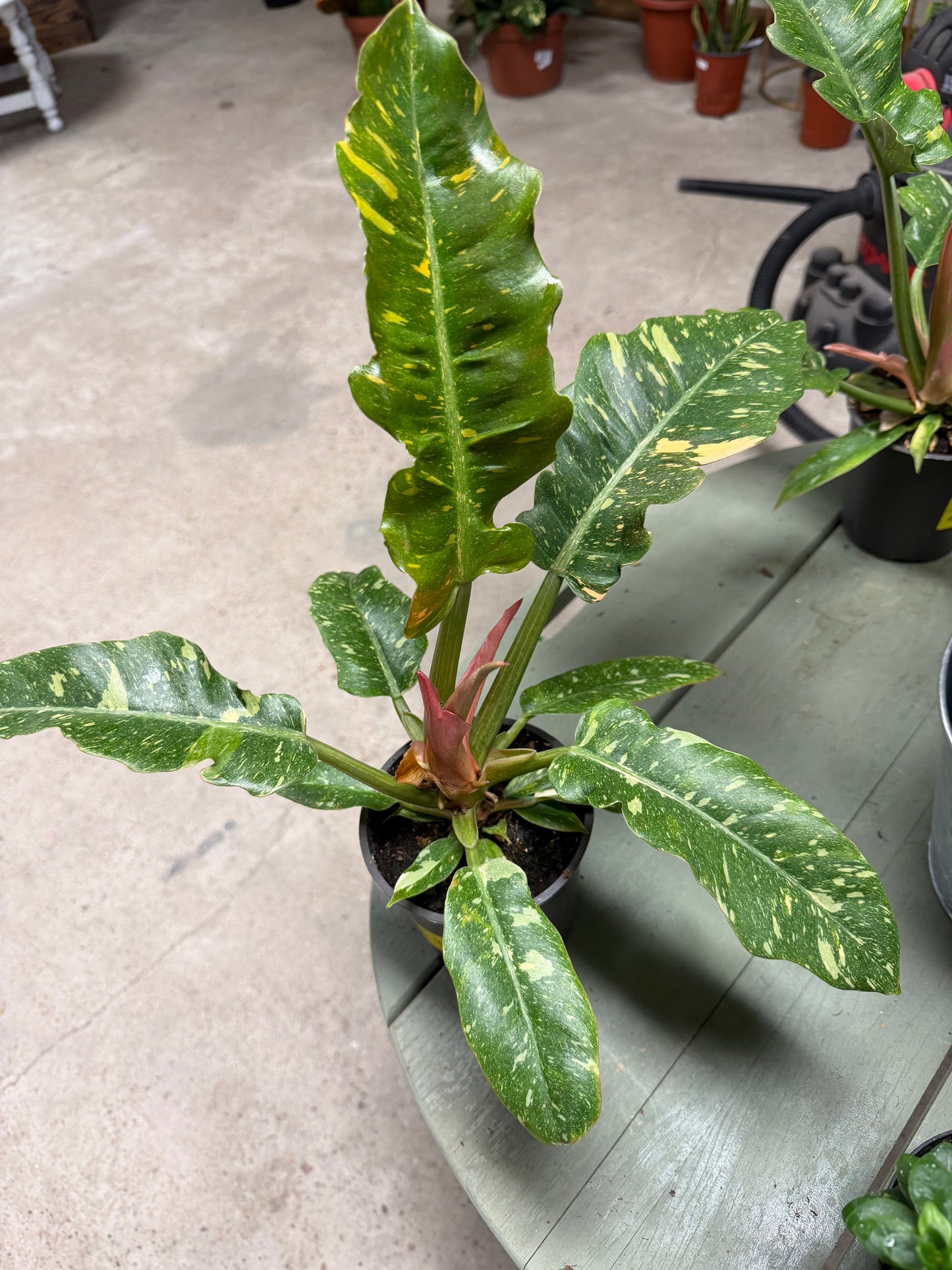 Philodendron- Narrow Ring of Fire