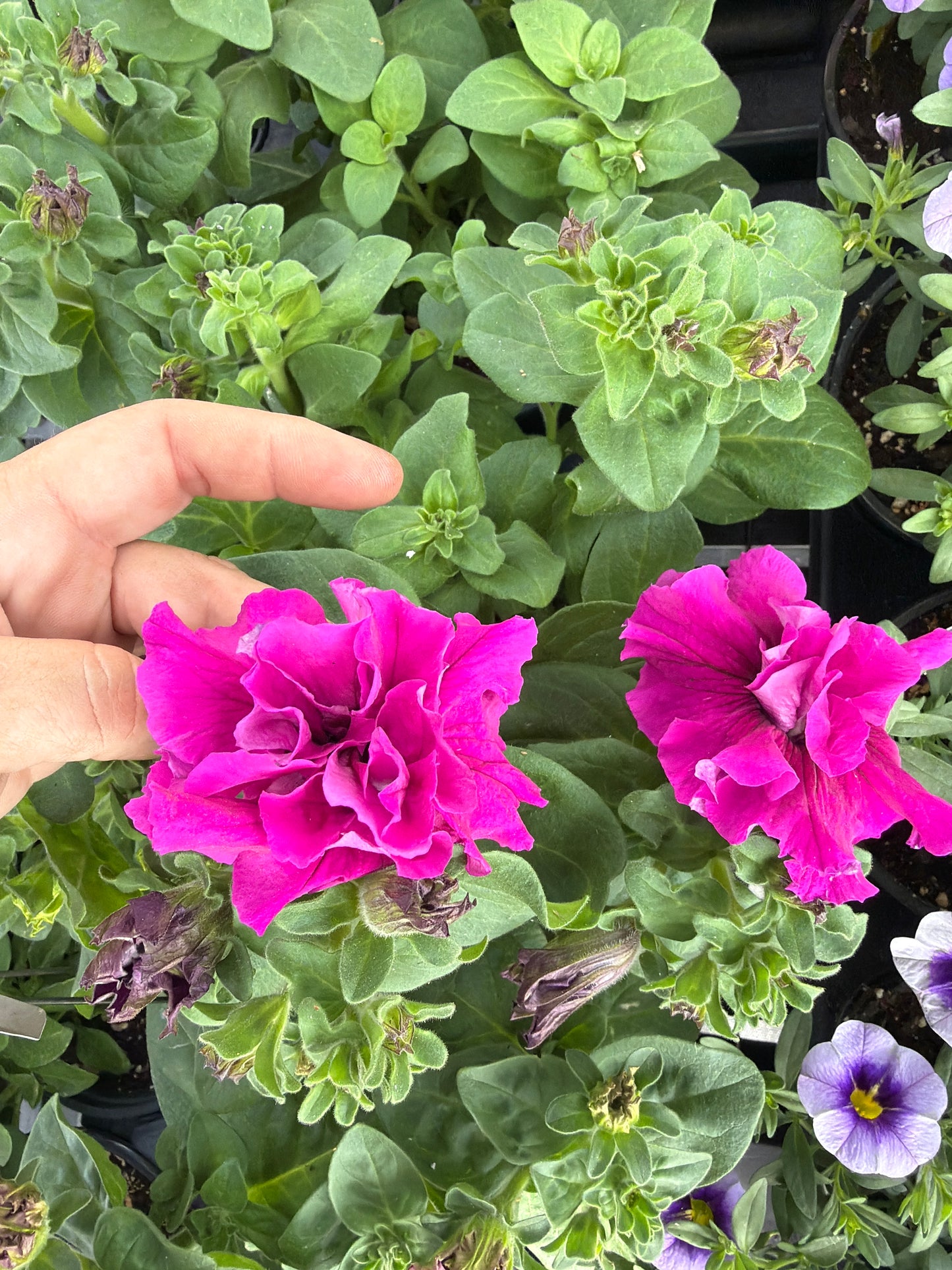 Double Petunia