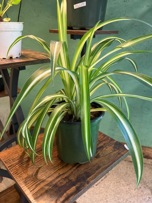 Airplane Plant - Quart