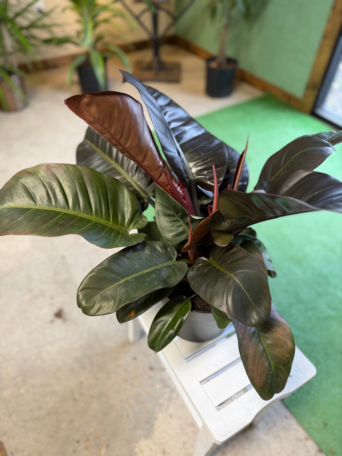 Philodendron Imperial Red