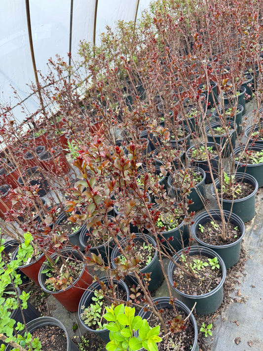 Crape Myrtle- Dynamite