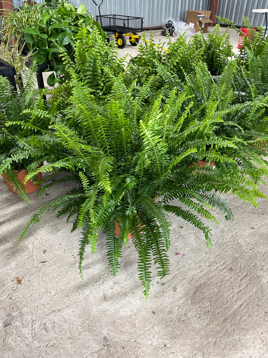Kimberly Fern
