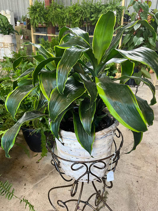 Dracaena Dorado