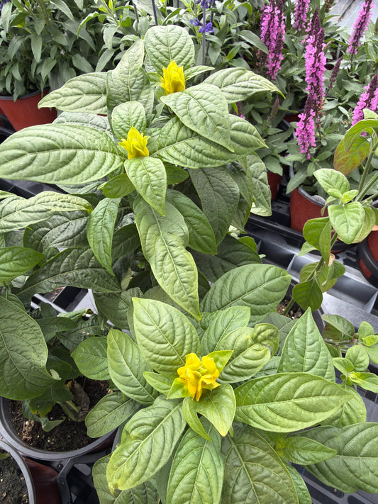 Shrimp Plant