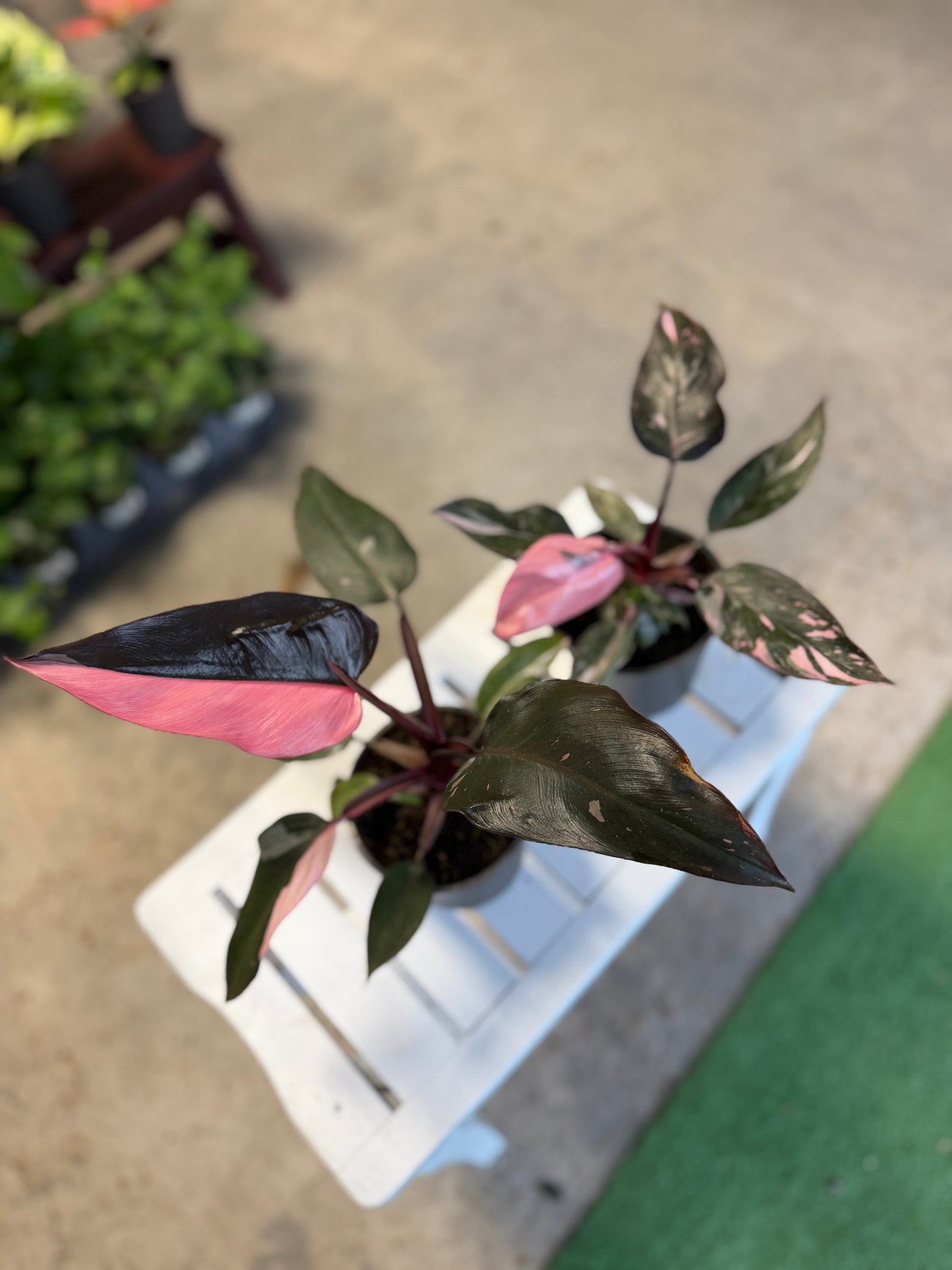 Philodendron- Pink Princess Marble