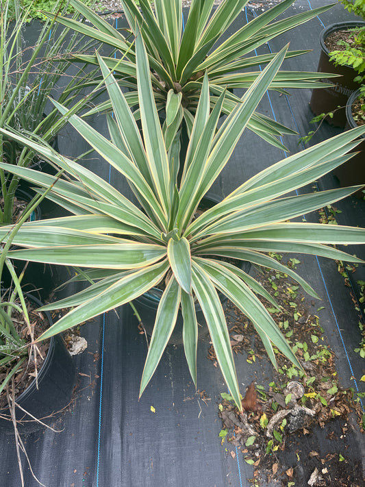 Yucca- Spanish Dagger