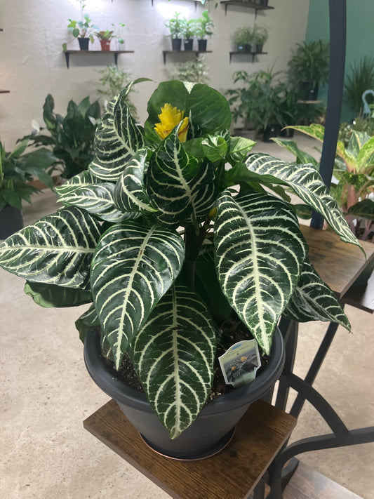 Aphelandra Zebra Plant