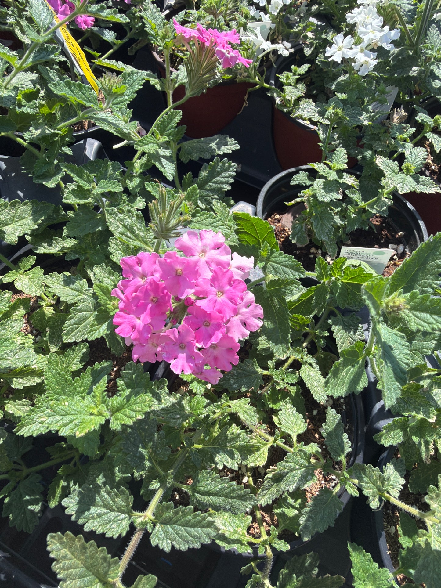 Verbena