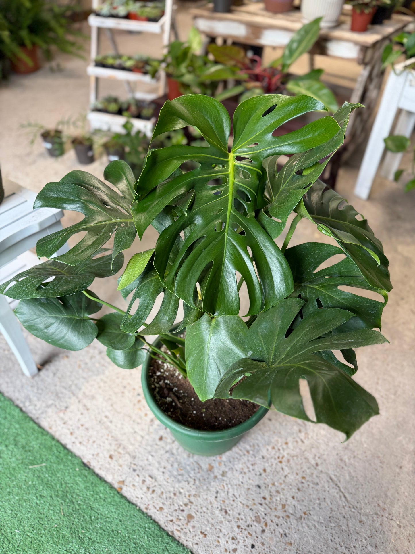 Monstera- Split Leaf