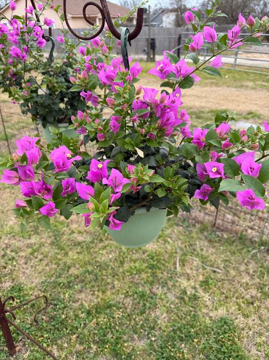 Bougainvillea