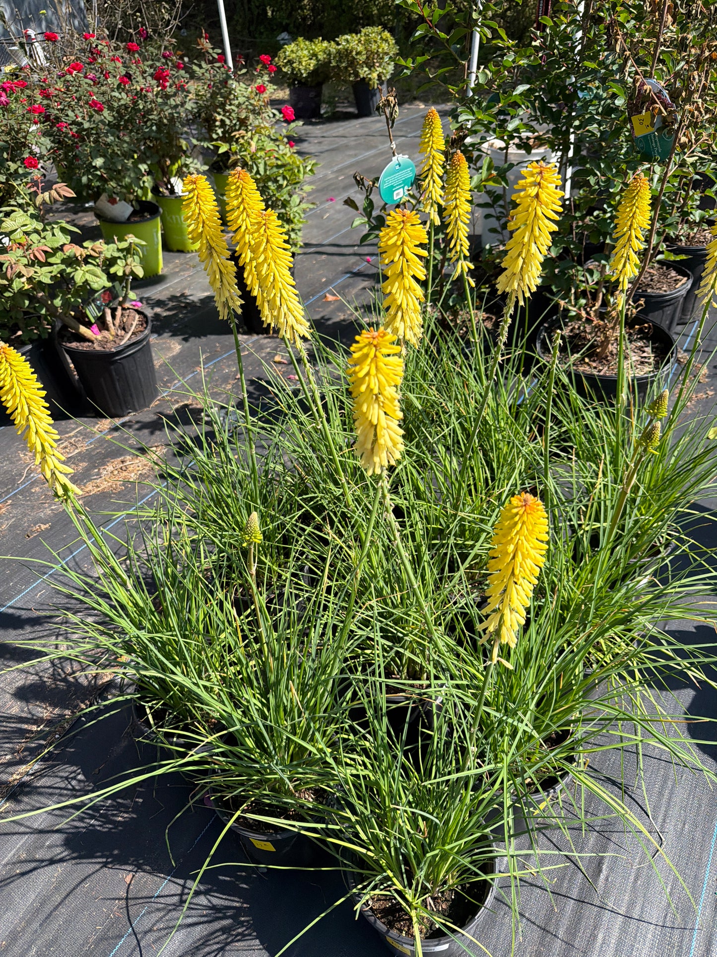 Hot Poker Plant