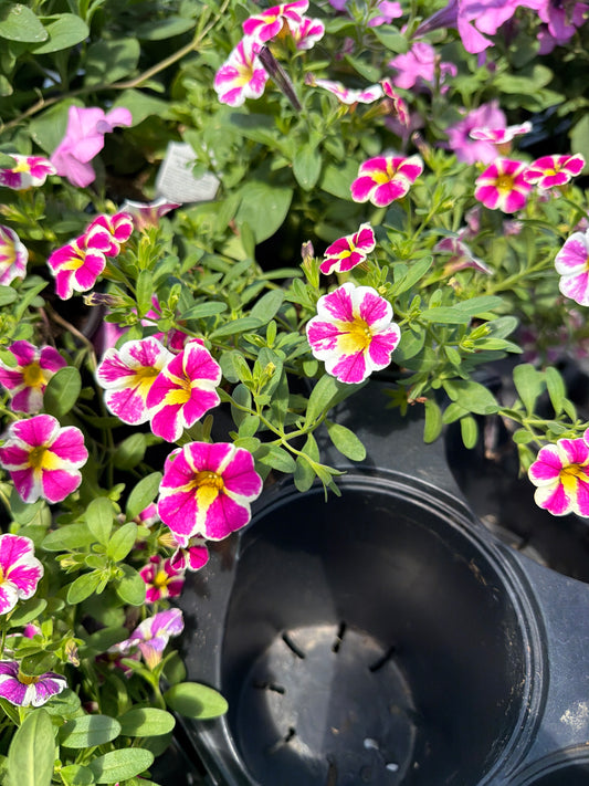 Calibrachoa
