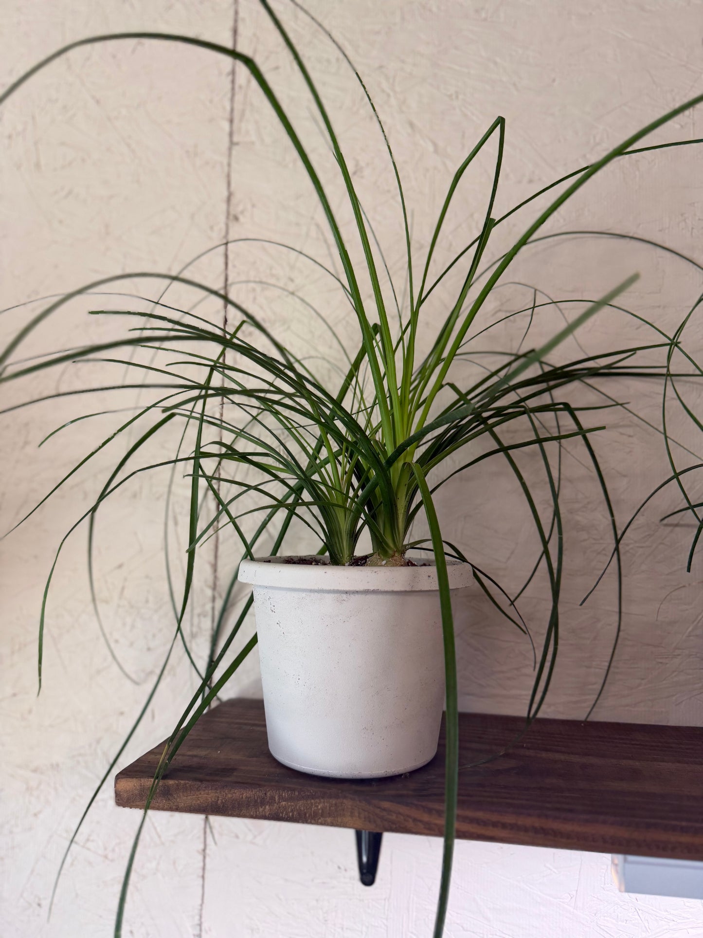 Ponytail Palm