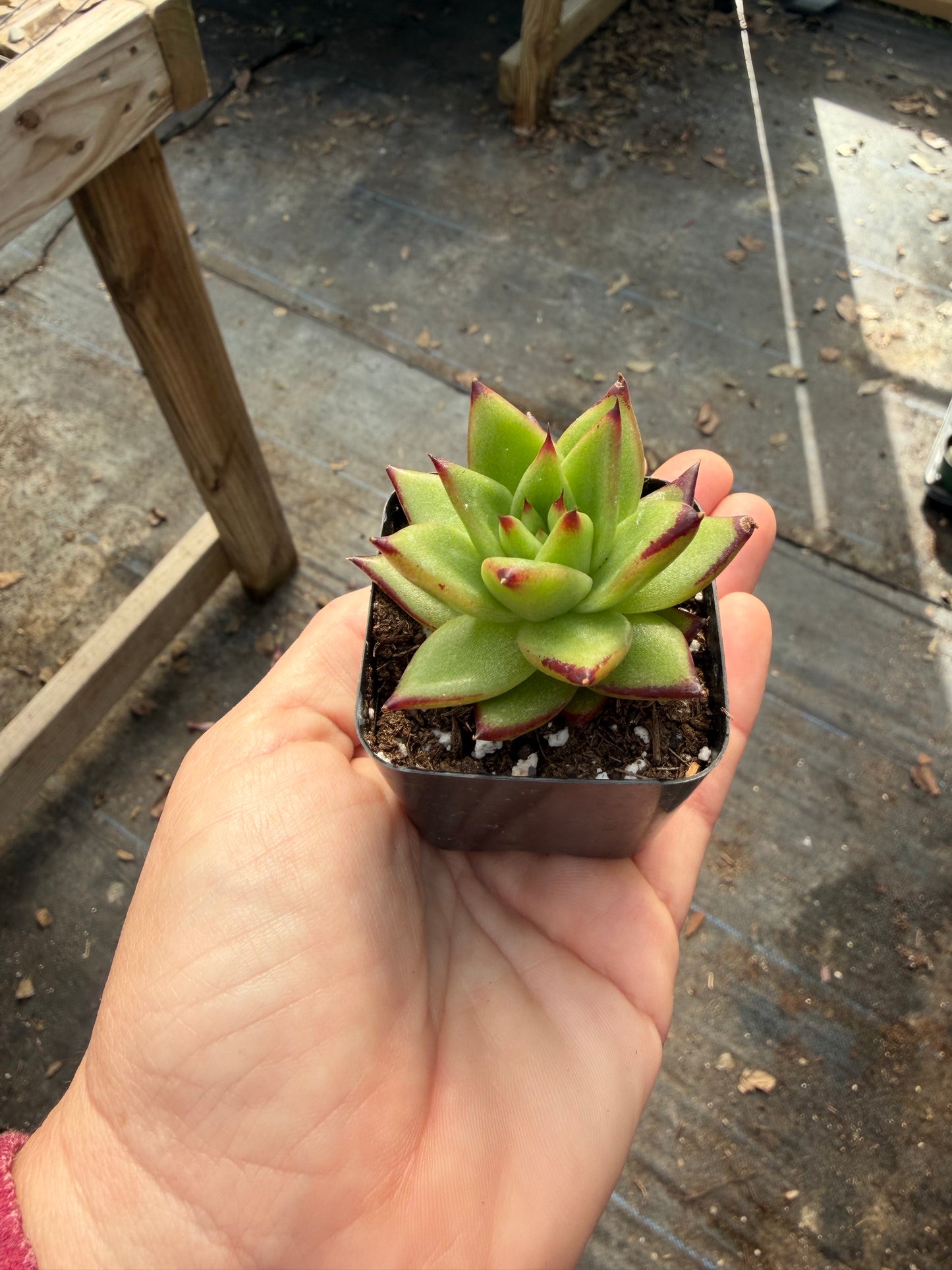 Echeveria Red Edge