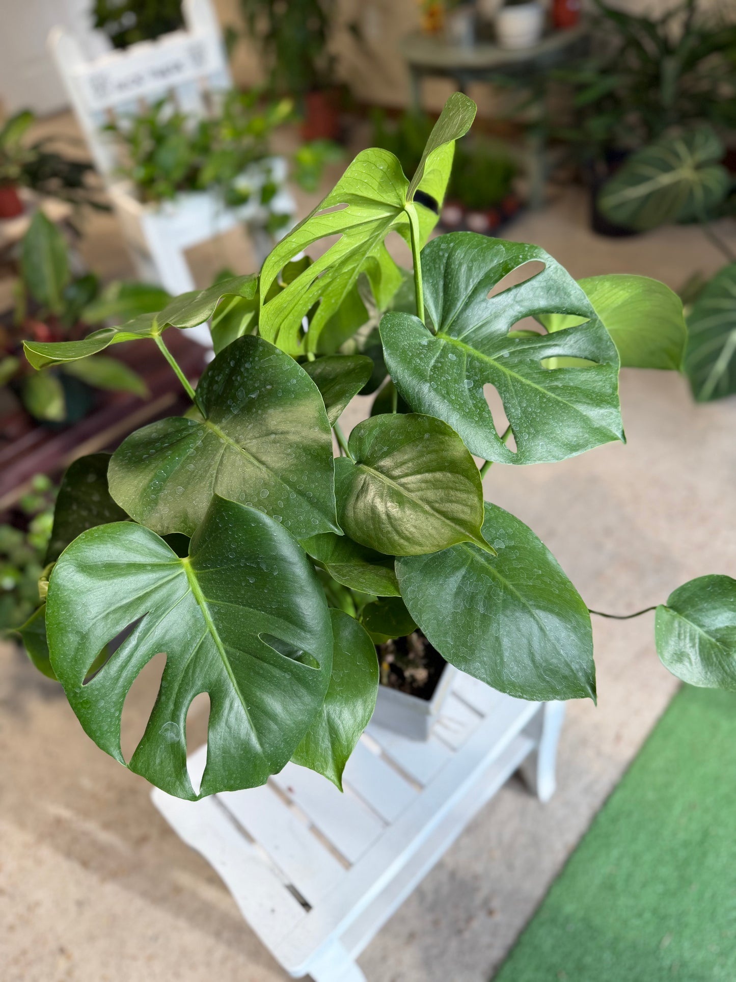Monstera- Split Leaf