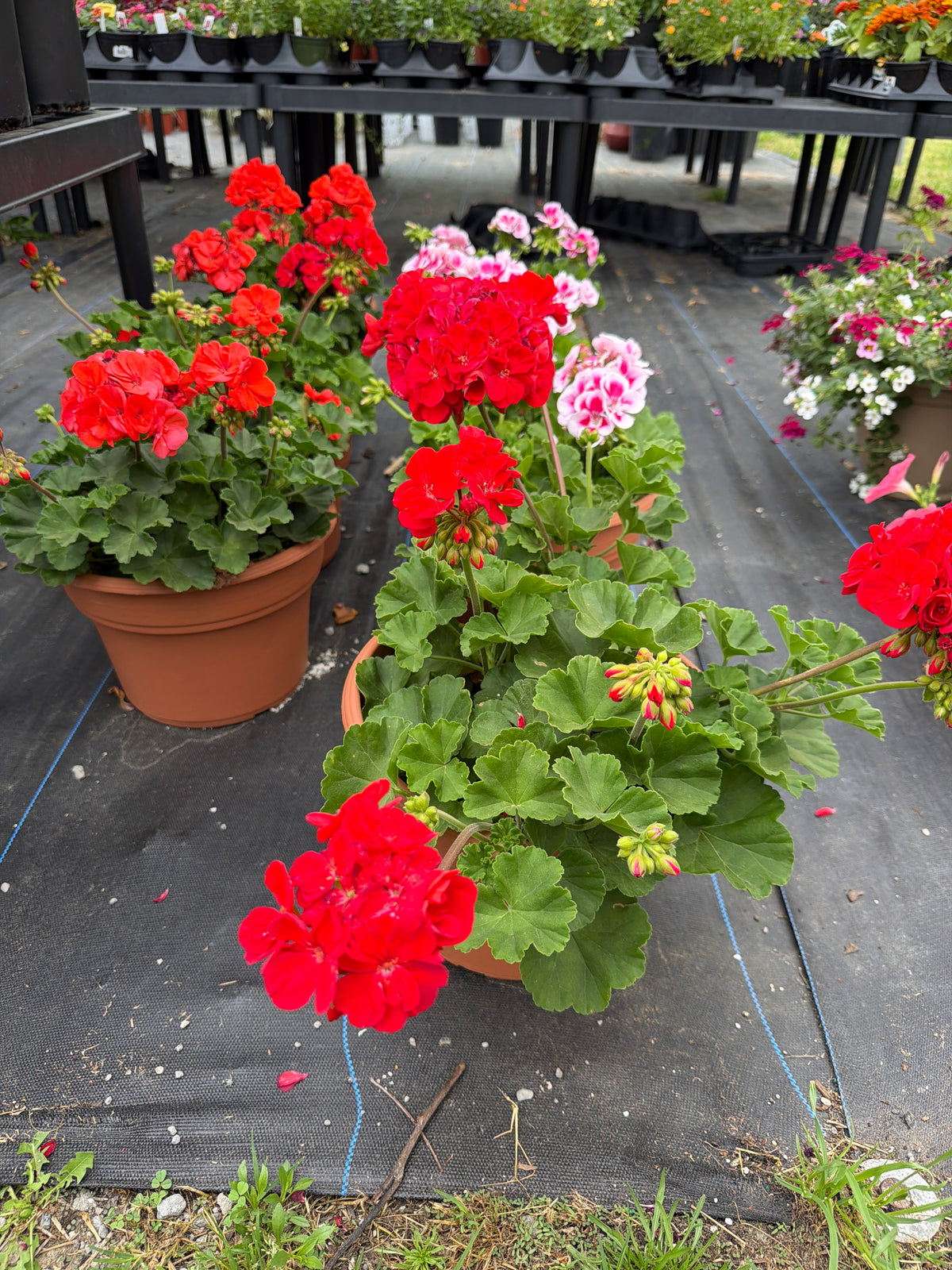 Geranium