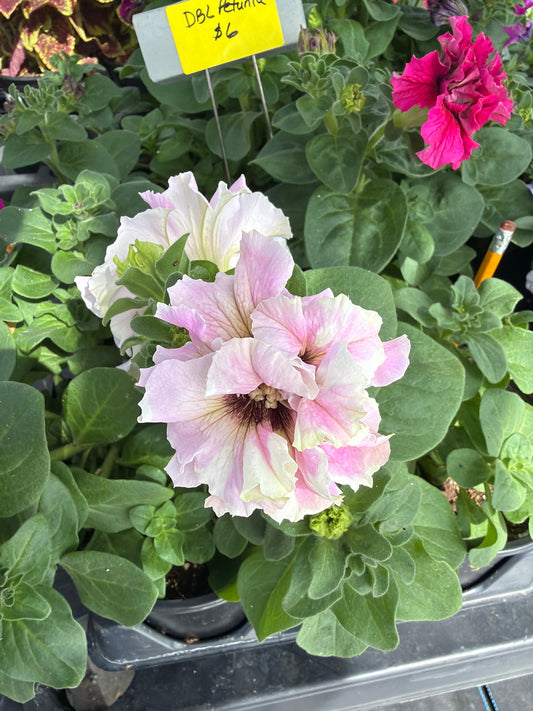 Double Petunia