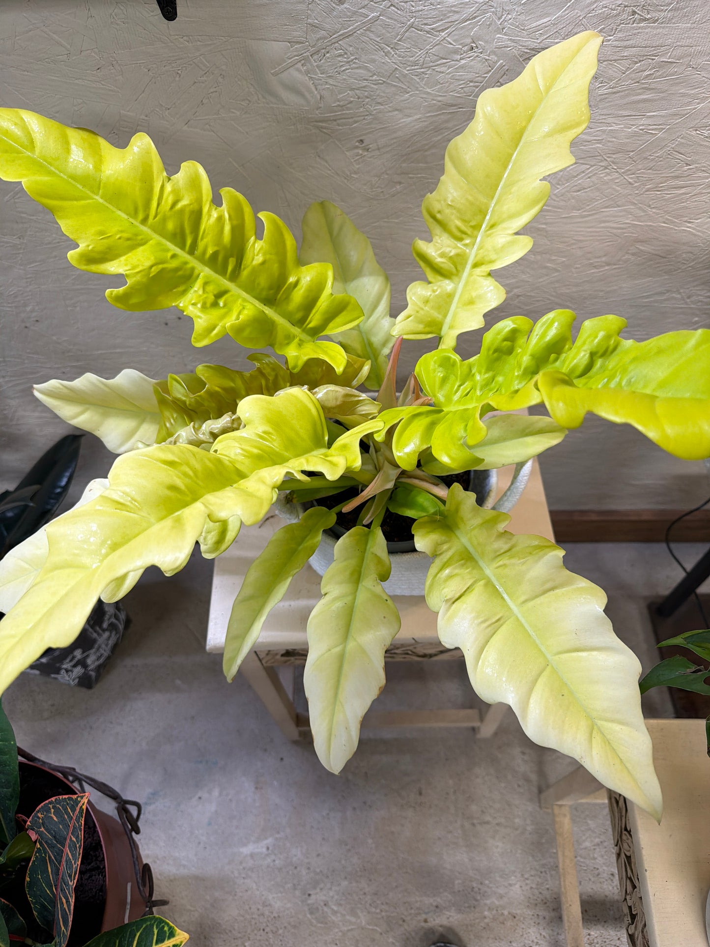 Philodendron- Golden Crocodile