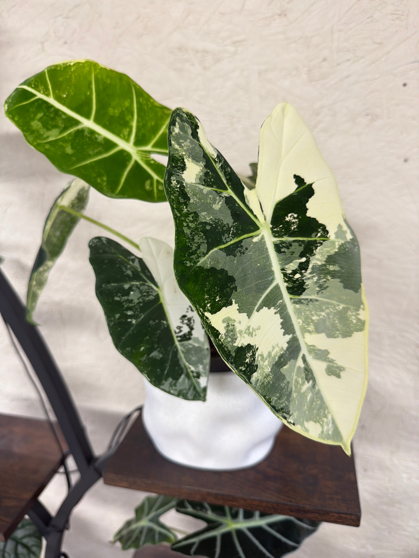 Alocasia- Frydek Varigated