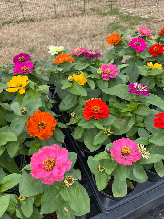 Zinnias