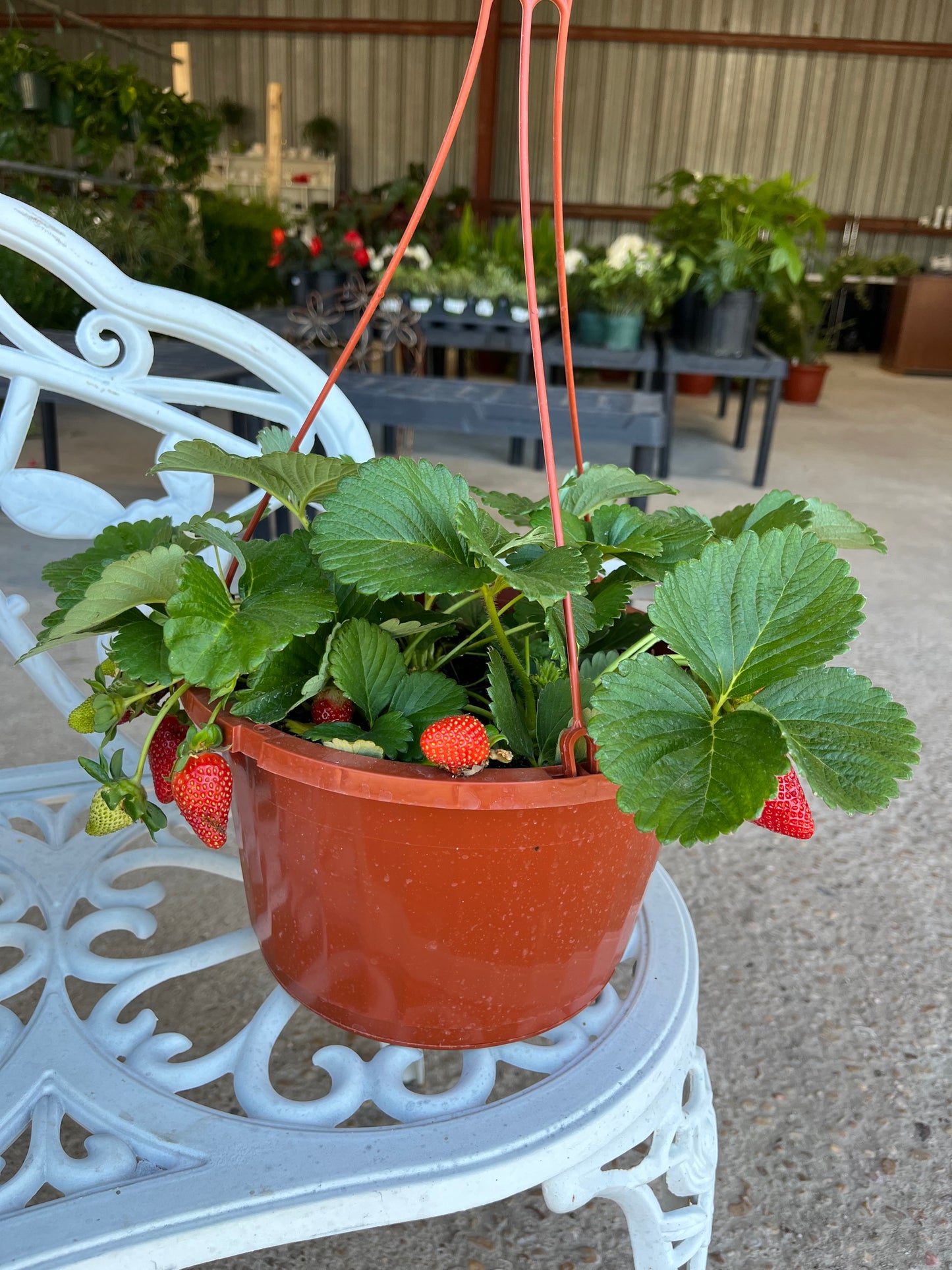 Strawberry Plants