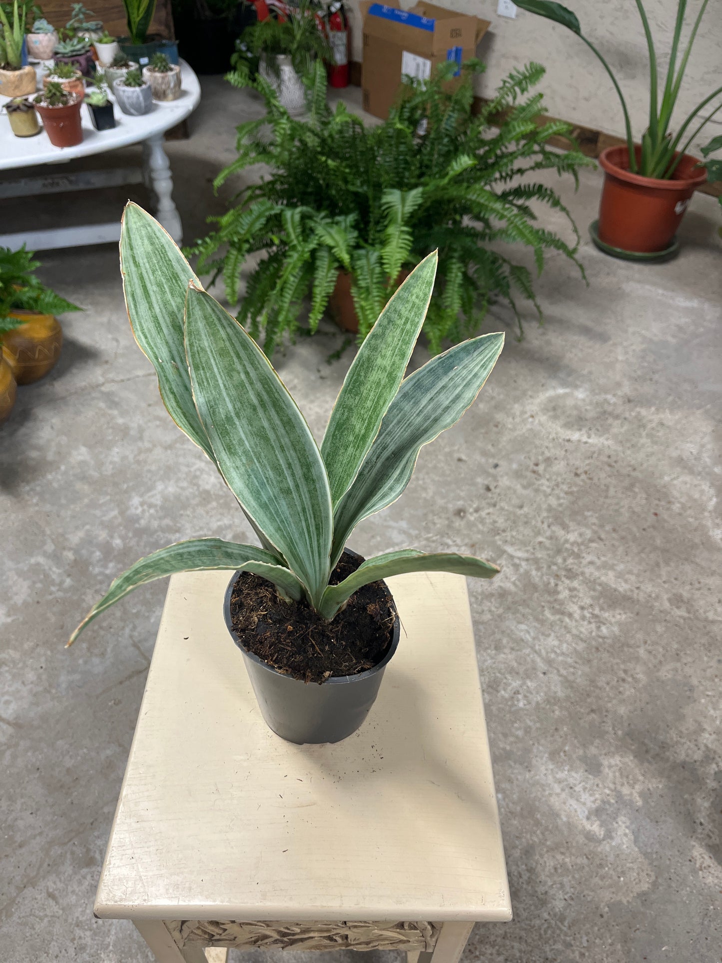 Sansevieria- Special