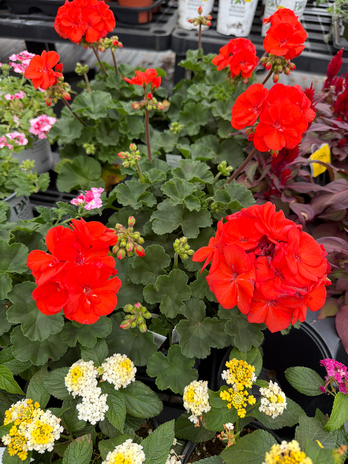 Geranium