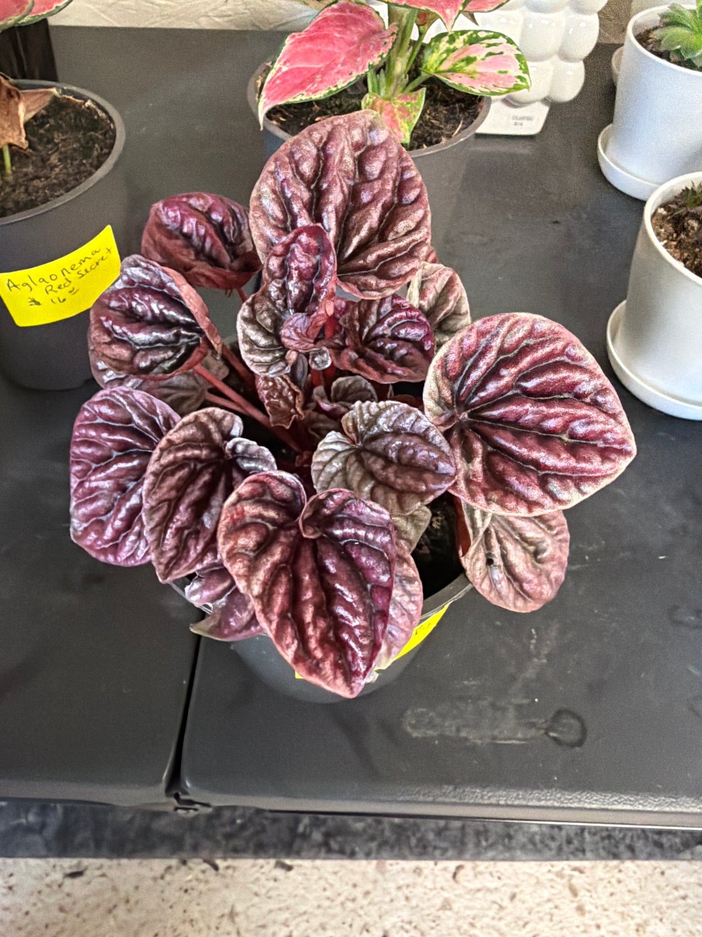 Peperomia- Red Ripple