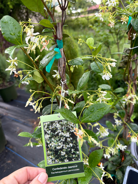 Confederate Jasmine