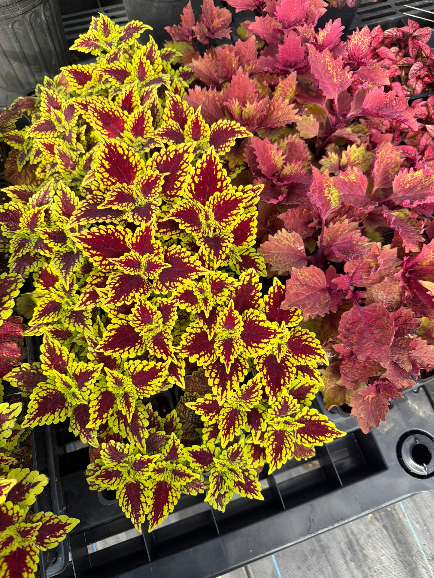 Coleus