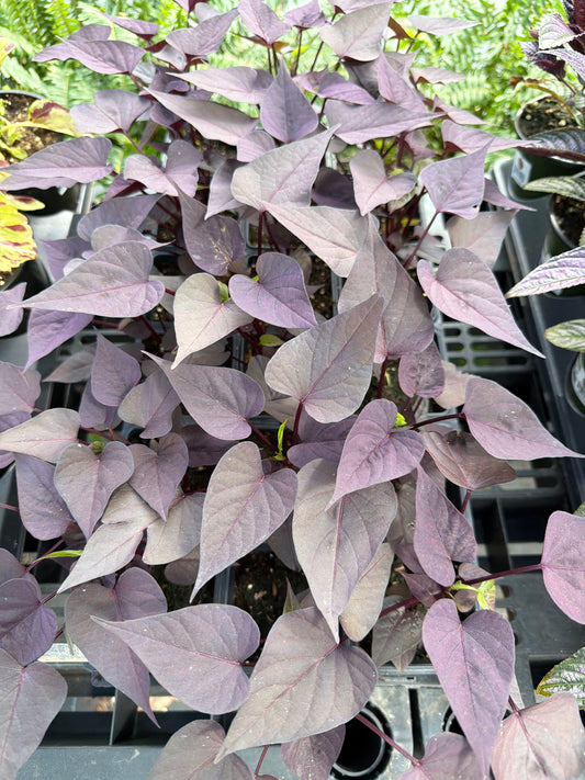 Potato Vine