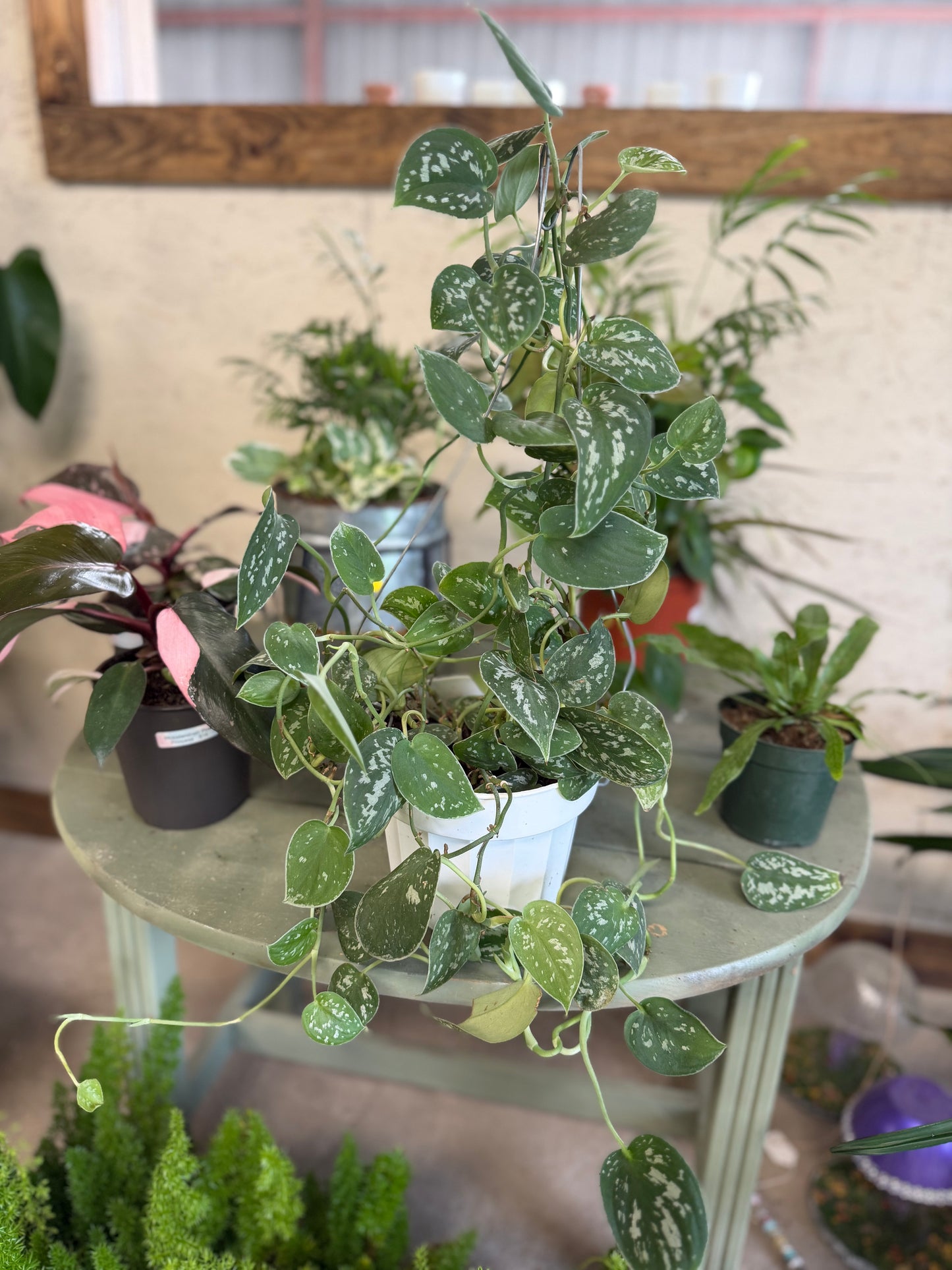 Pictus Pothos Ivy