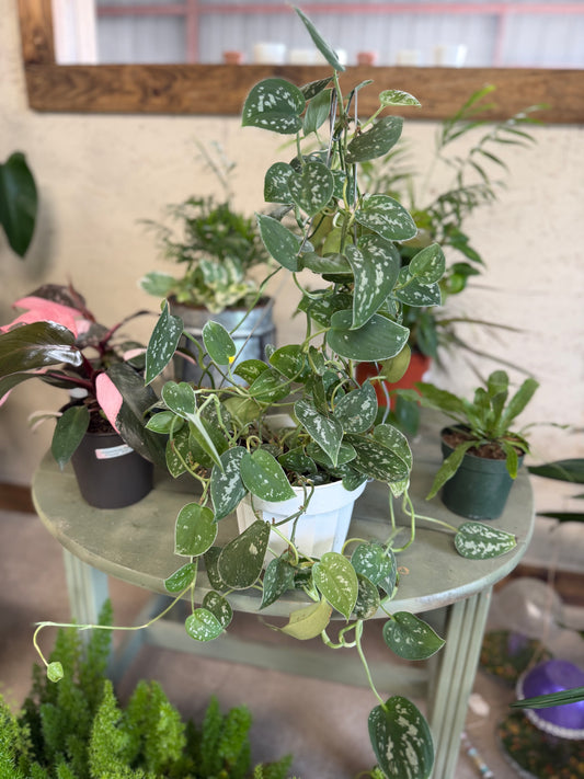 Pictus Pothos Ivy