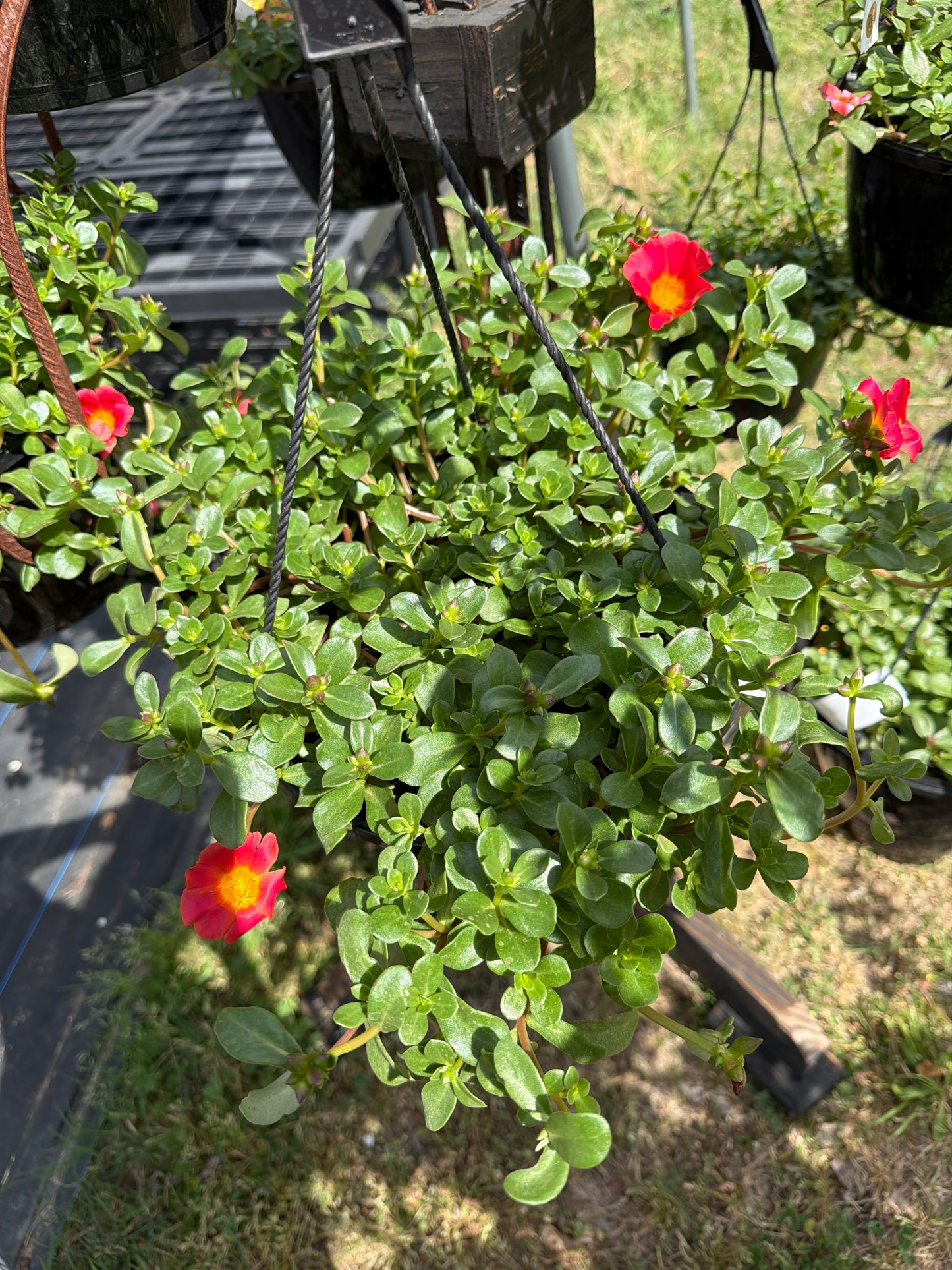 Purslane