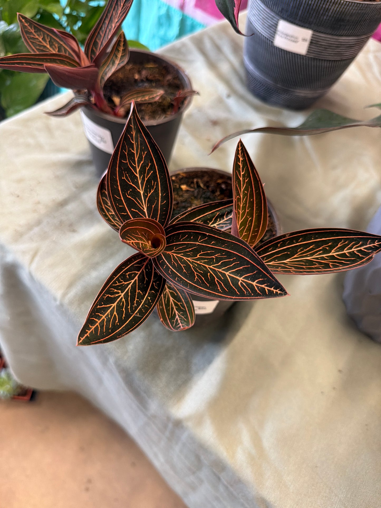 Ludisia- Spider-Man Jewel Orchid