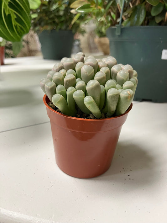 Baby Toes