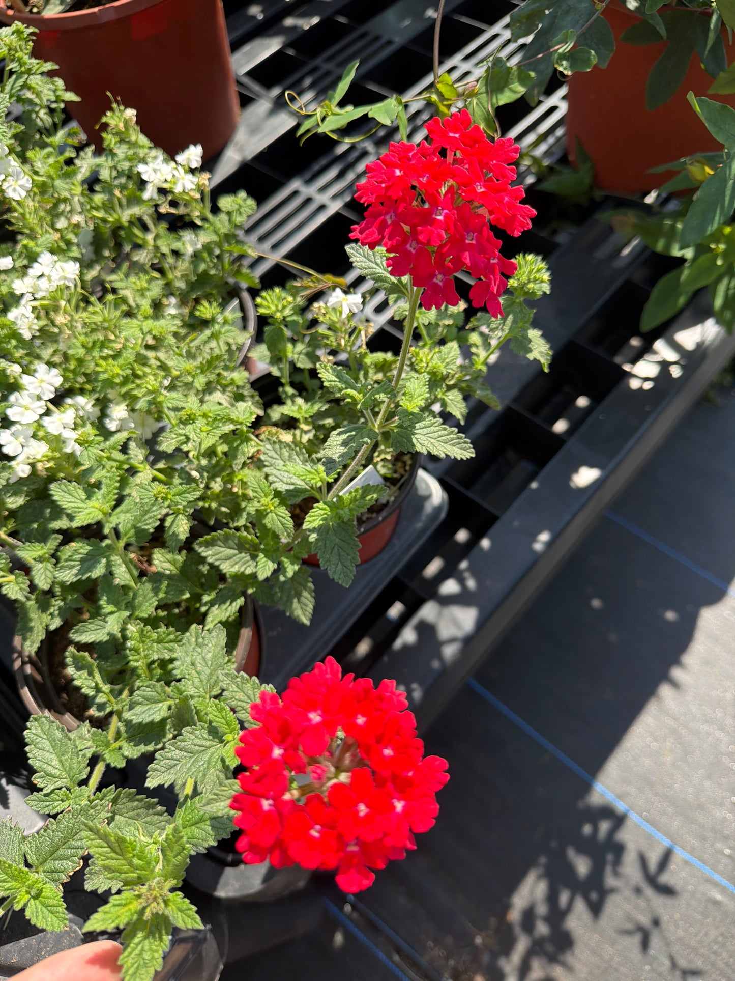 Verbena