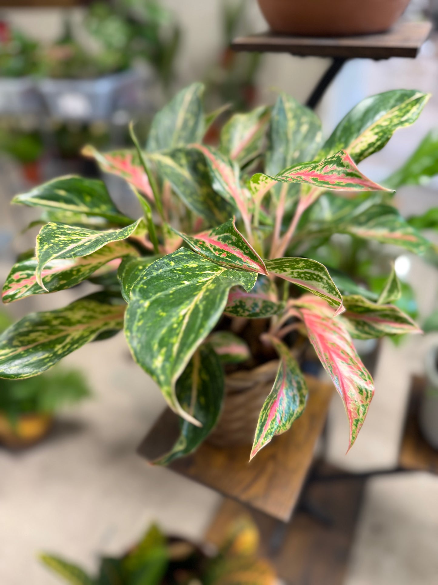 Aglaonema- Colored