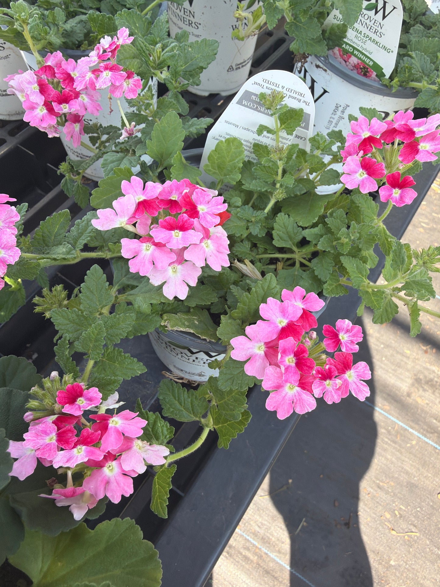 Verbena- PW