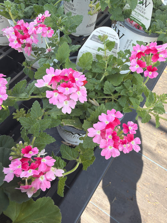 Verbena- PW