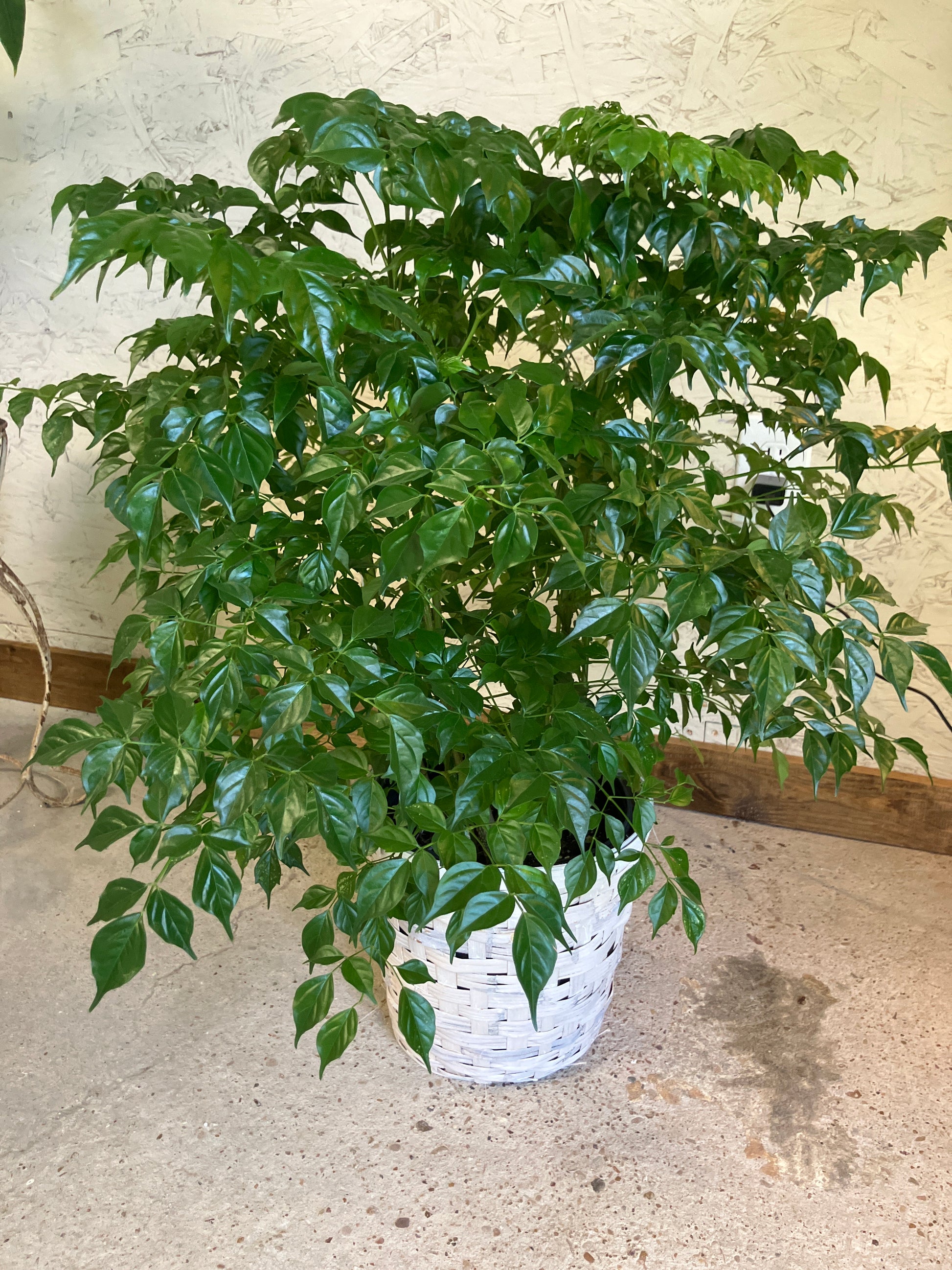 house plant china doll China Doll – Ms. Jo's Plants & Gifts, LLC