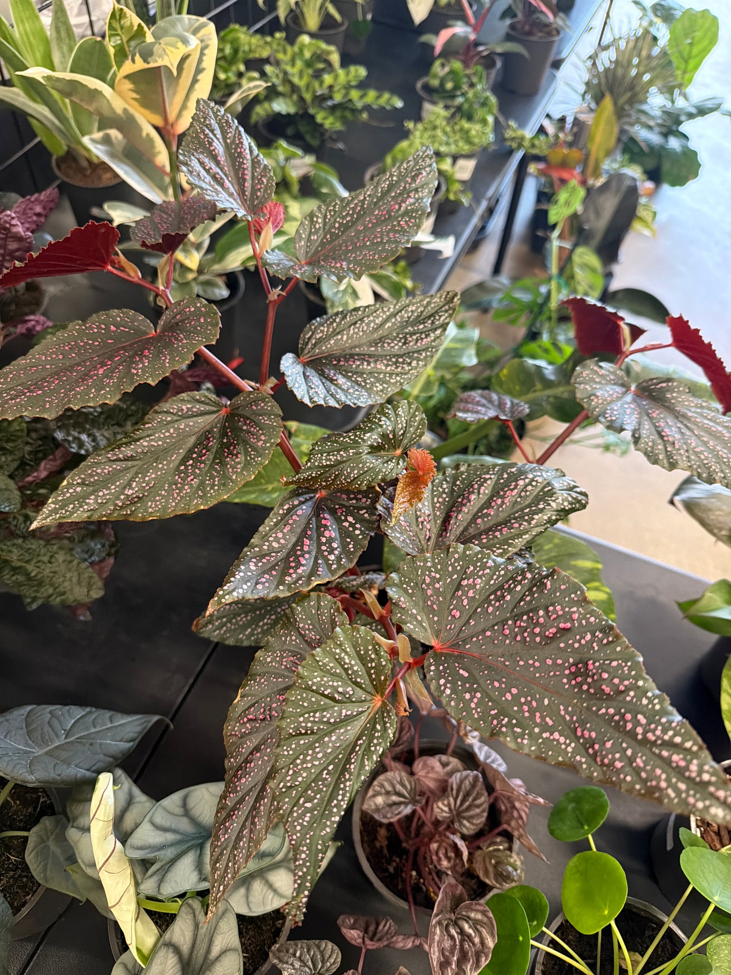 Begonia- Pink Spot