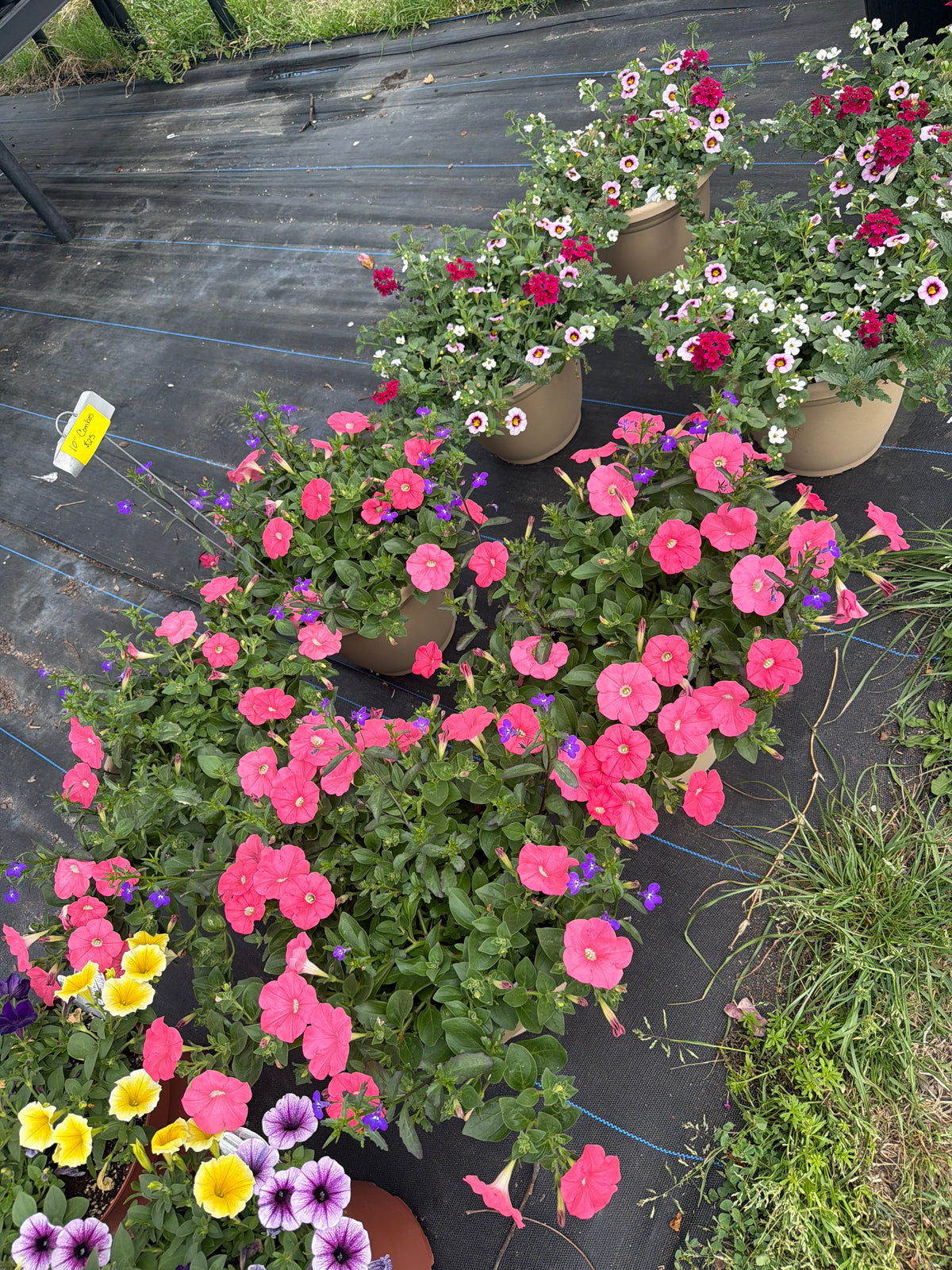 10” Combo Pots
